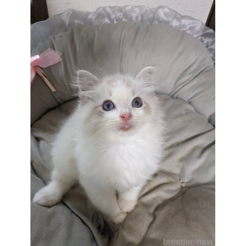 販売中の大阪府のラグドール-130485の13枚目