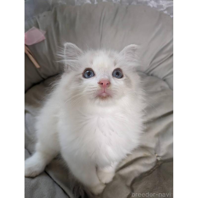 販売中の大阪府のラグドール-130485の12枚目