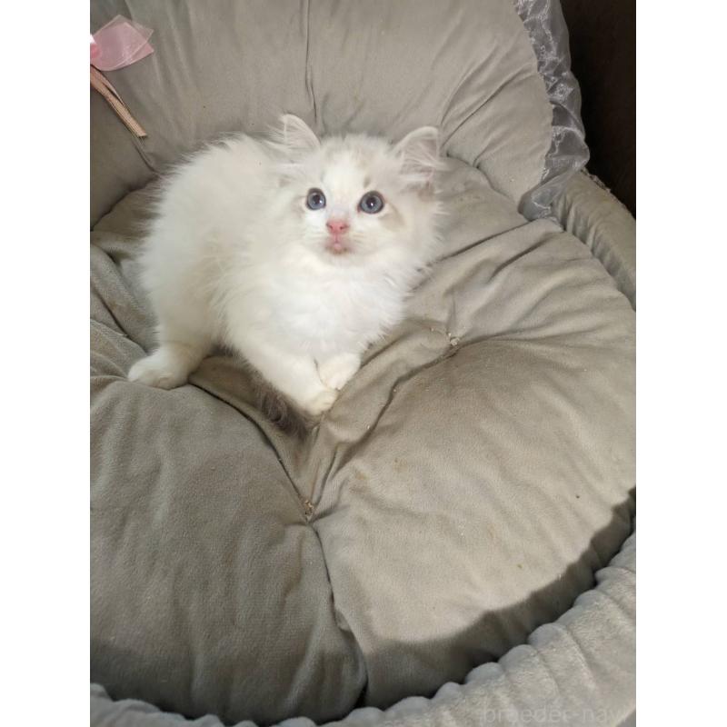 販売中の大阪府のラグドール-130485の11枚目