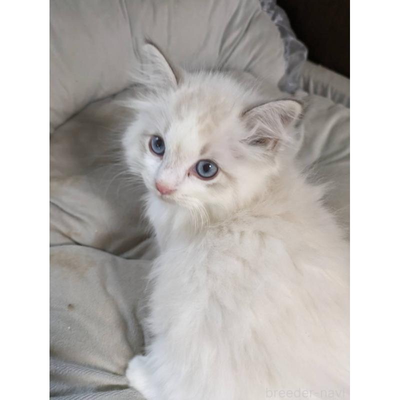 販売中の大阪府のラグドール-130485の10枚目