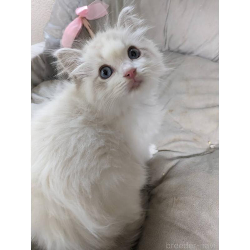 販売中の大阪府のラグドール-130485の9枚目