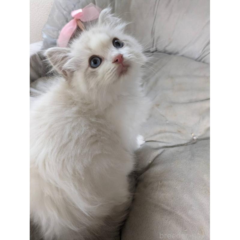 販売中の大阪府のラグドール-130485の8枚目