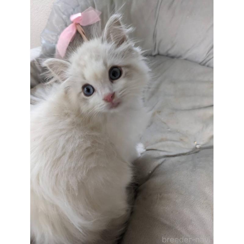 販売中の大阪府のラグドール-130485の7枚目