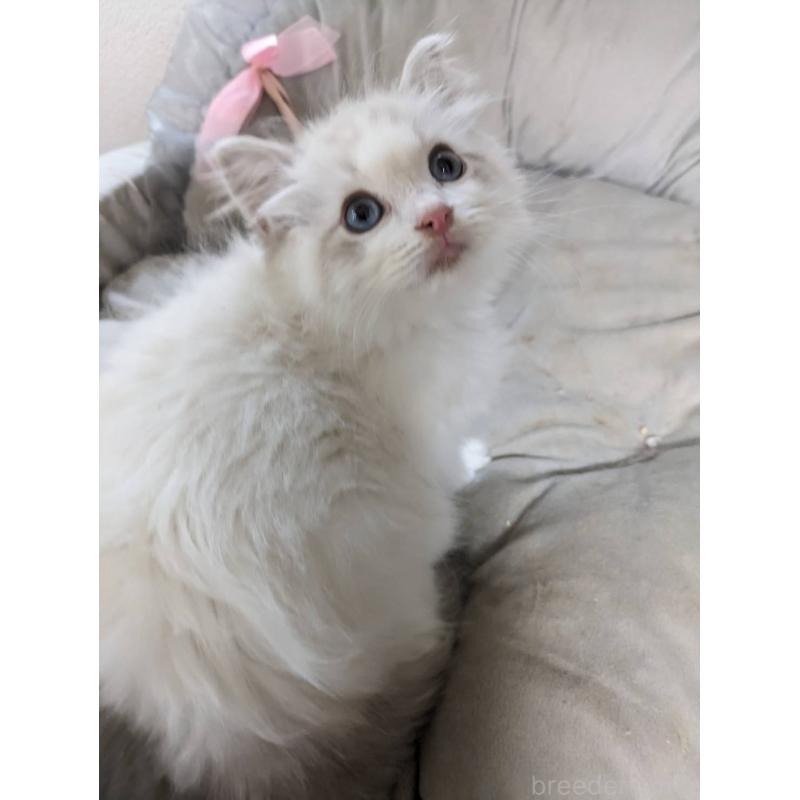 販売中の大阪府のラグドール-130485の6枚目