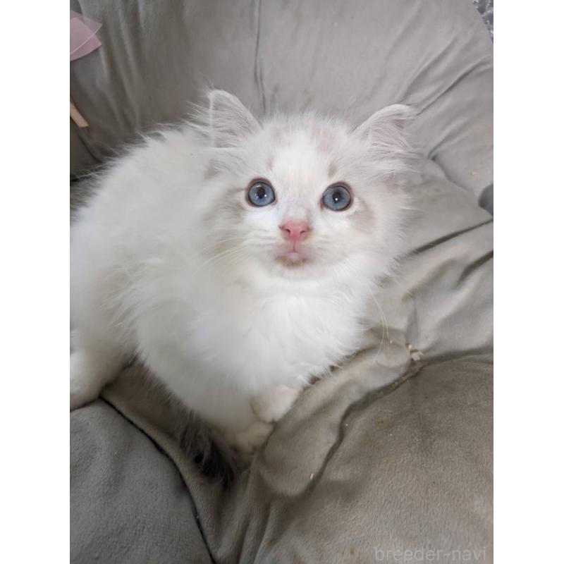 販売中の大阪府のラグドール-130485の5枚目