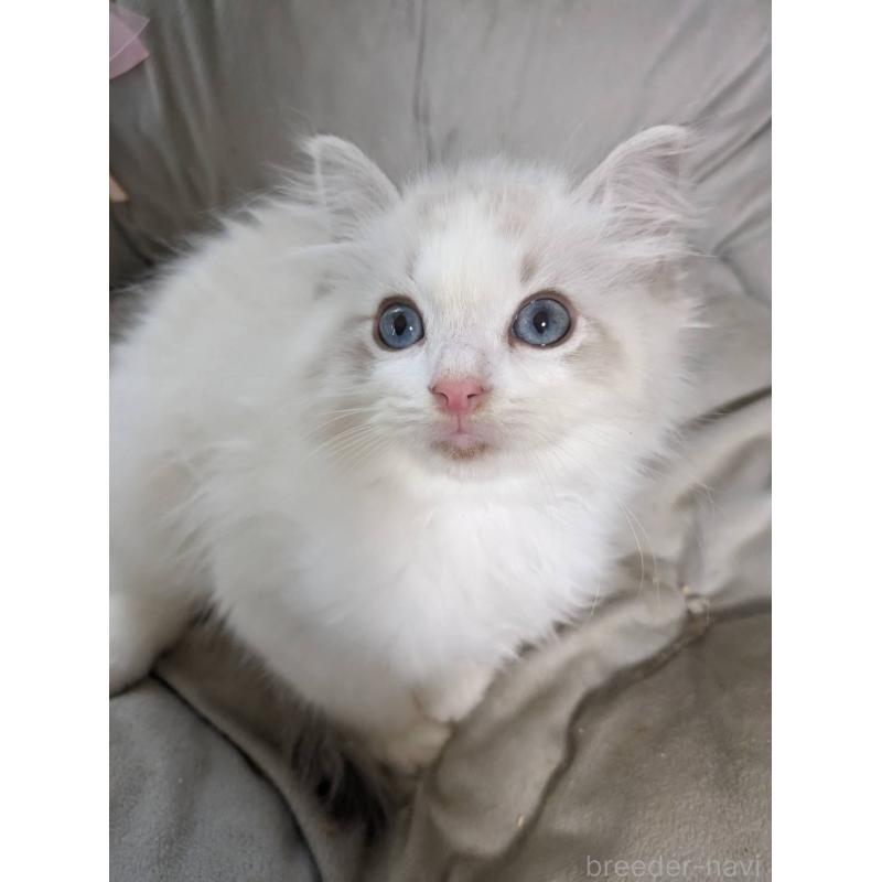 販売中の大阪府のラグドール-130485の4枚目