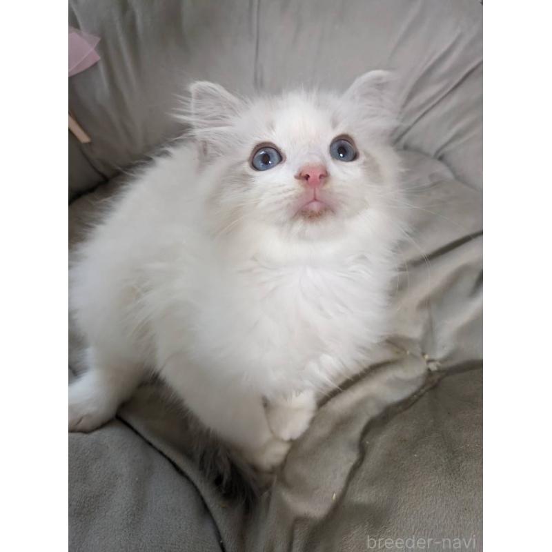 販売中の大阪府のラグドール-130485の3枚目