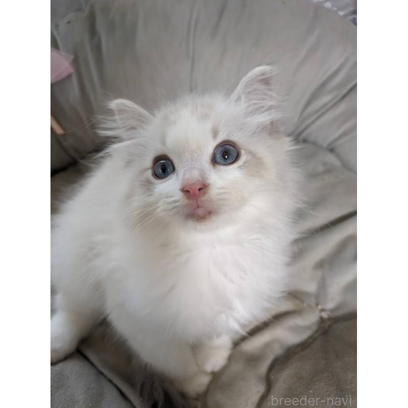 販売中の大阪府のラグドール-130485の2枚目