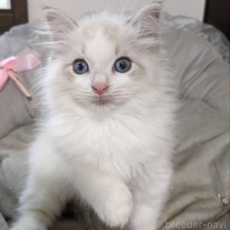 販売中の大阪府のラグドール-130485の1枚目