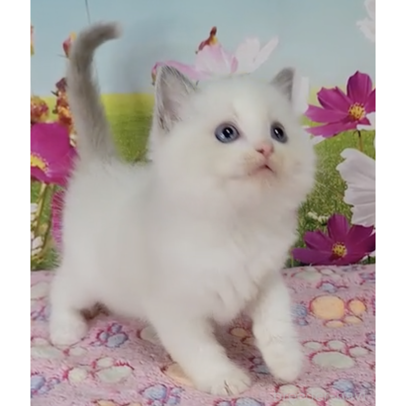 販売中の奈良県のラグドール-130486の2枚目