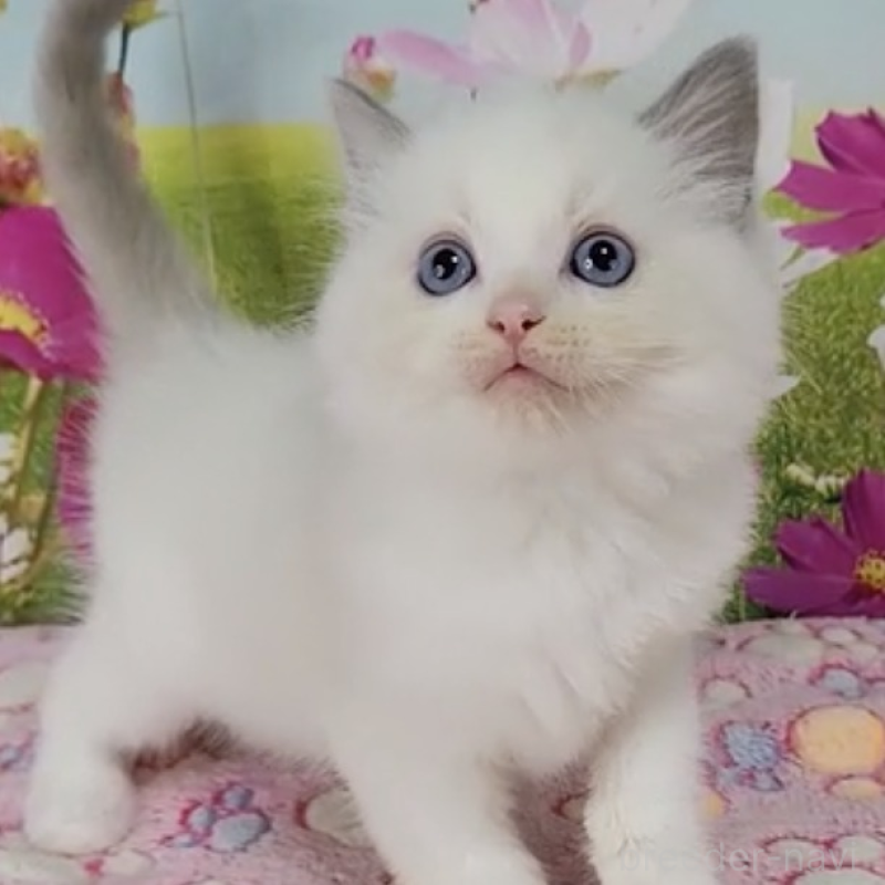 販売中の奈良県のラグドール-130486の1枚目