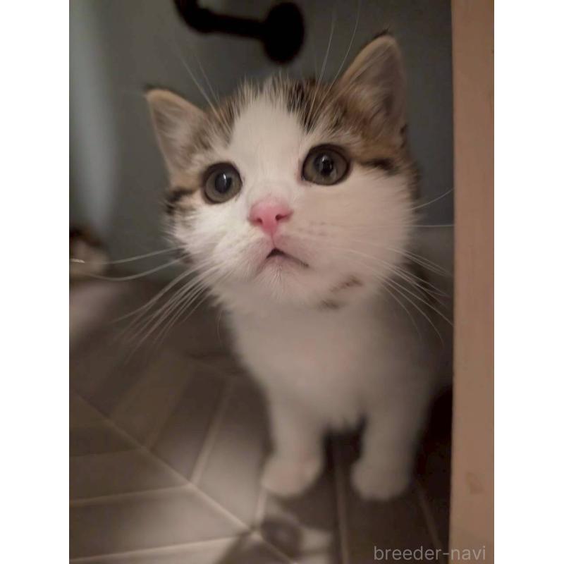 販売中の兵庫県のマンチカン-130487の7枚目