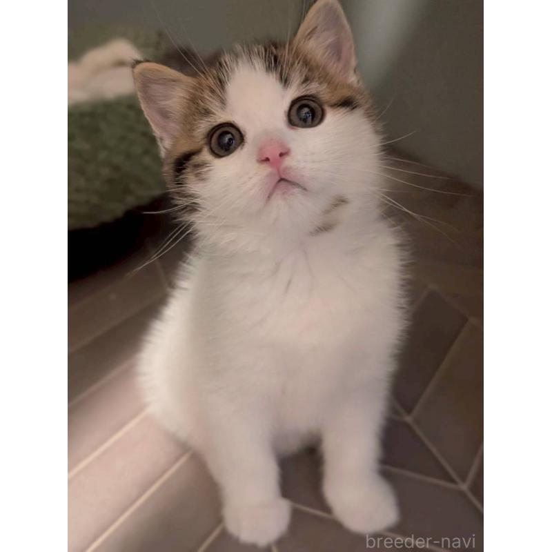 販売中の兵庫県のマンチカン-130487の6枚目