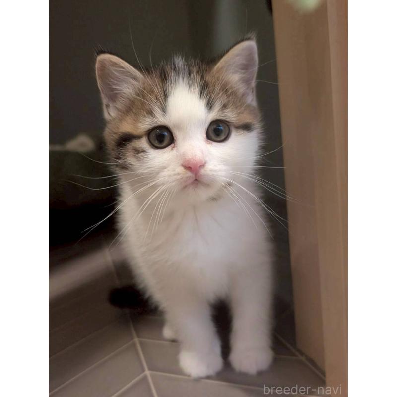 販売中の兵庫県のマンチカン-130487の5枚目