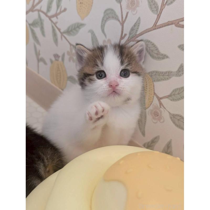 販売中の兵庫県のマンチカン-130487の4枚目