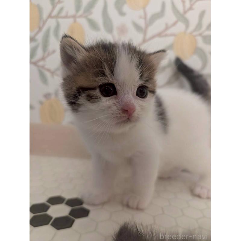 販売中の兵庫県のマンチカン-130487の3枚目