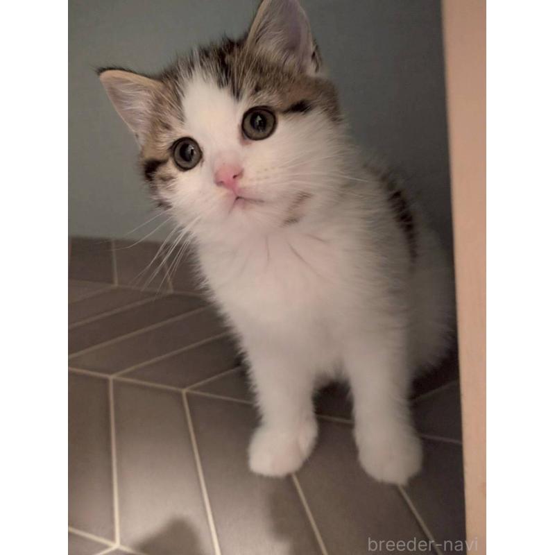 販売中の兵庫県のマンチカン-130487の2枚目