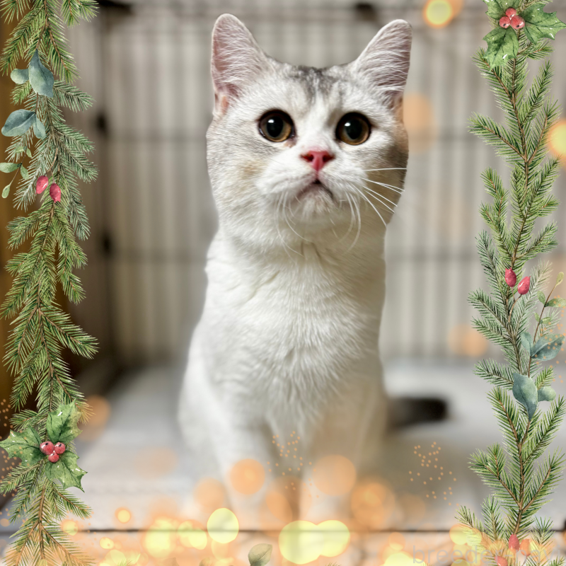 成約済の埼玉県のミヌエット-123486の1枚目