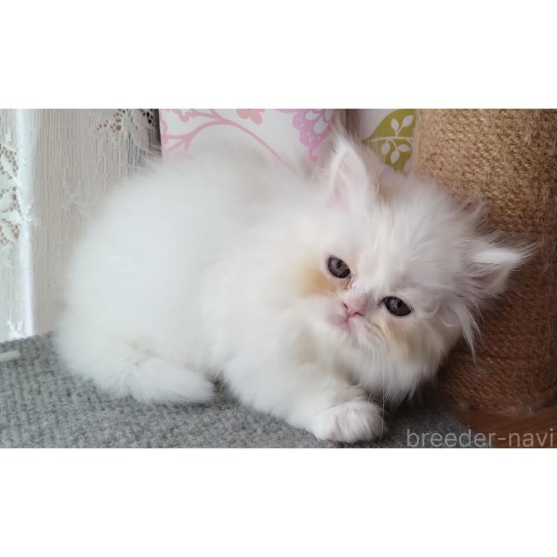 販売中の岡山県のペルシャ-130488の4枚目