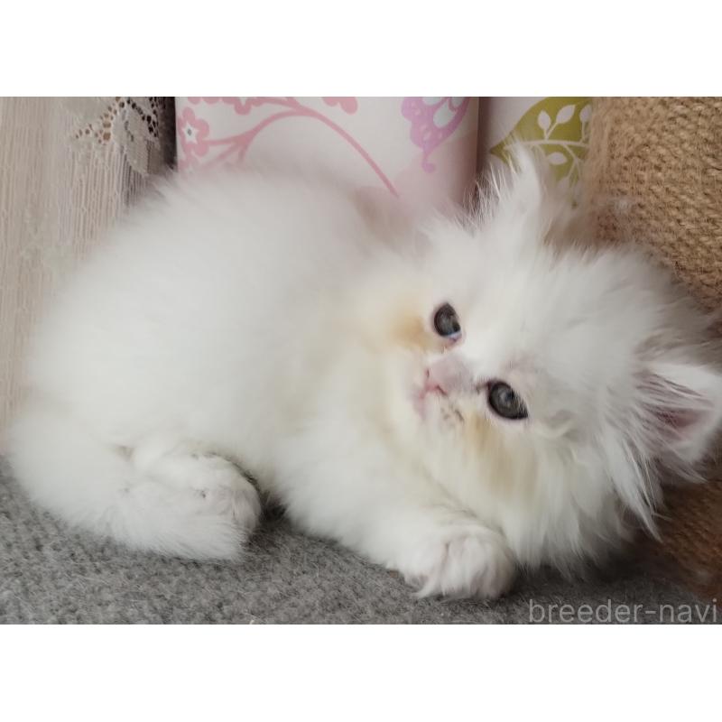 販売中の岡山県のペルシャ-130488の3枚目