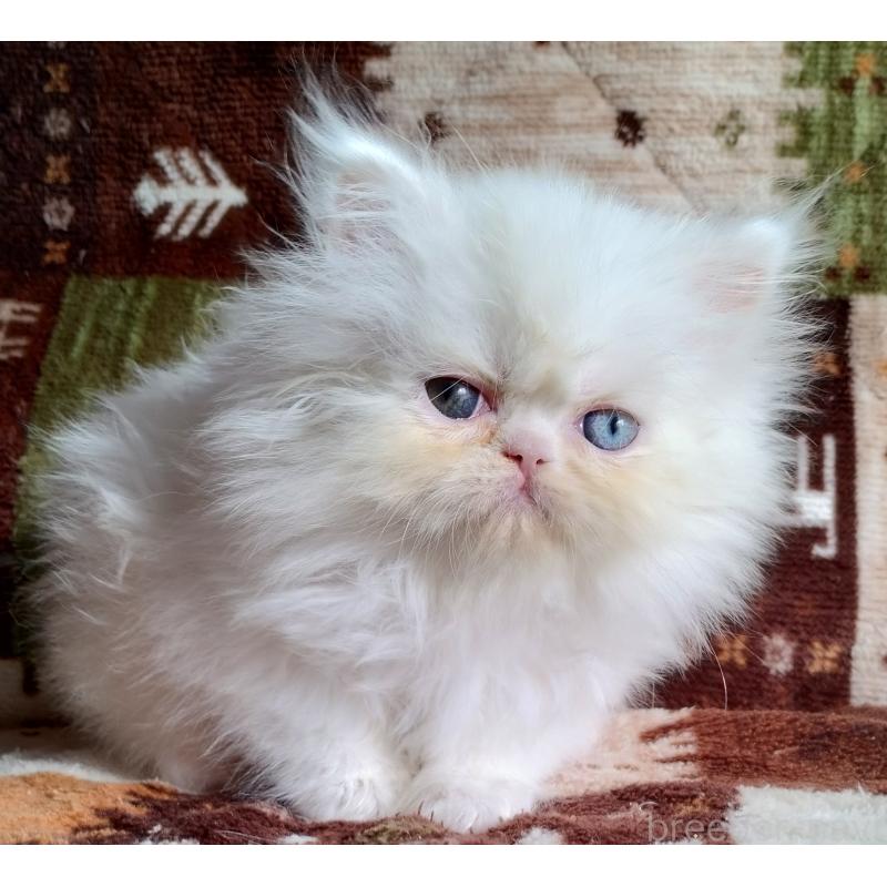 販売中の岡山県のペルシャ-130489の4枚目