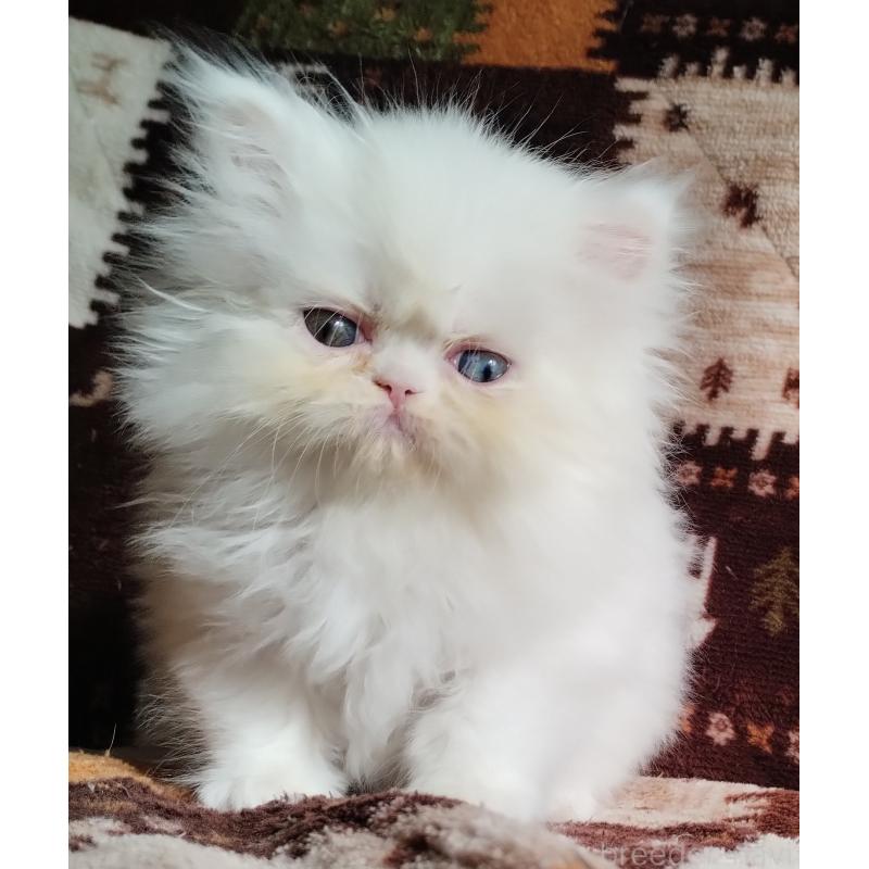 販売中の岡山県のペルシャ-130489の3枚目