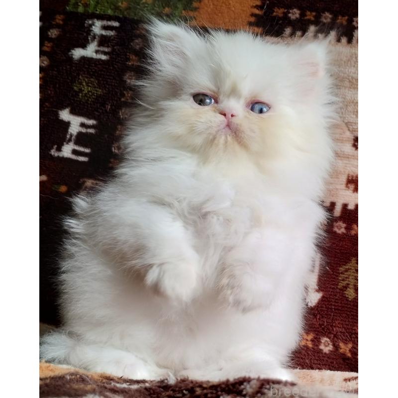 販売中の岡山県のペルシャ-130489の2枚目