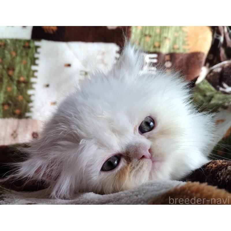 販売中の岡山県のペルシャ-130490の5枚目