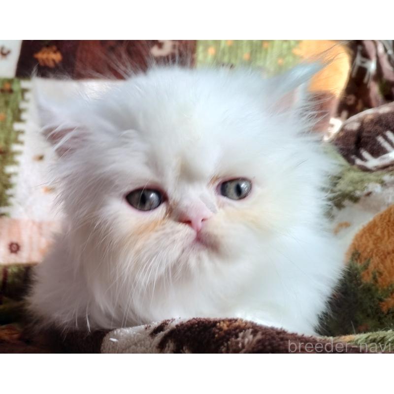 販売中の岡山県のペルシャ-130490の4枚目