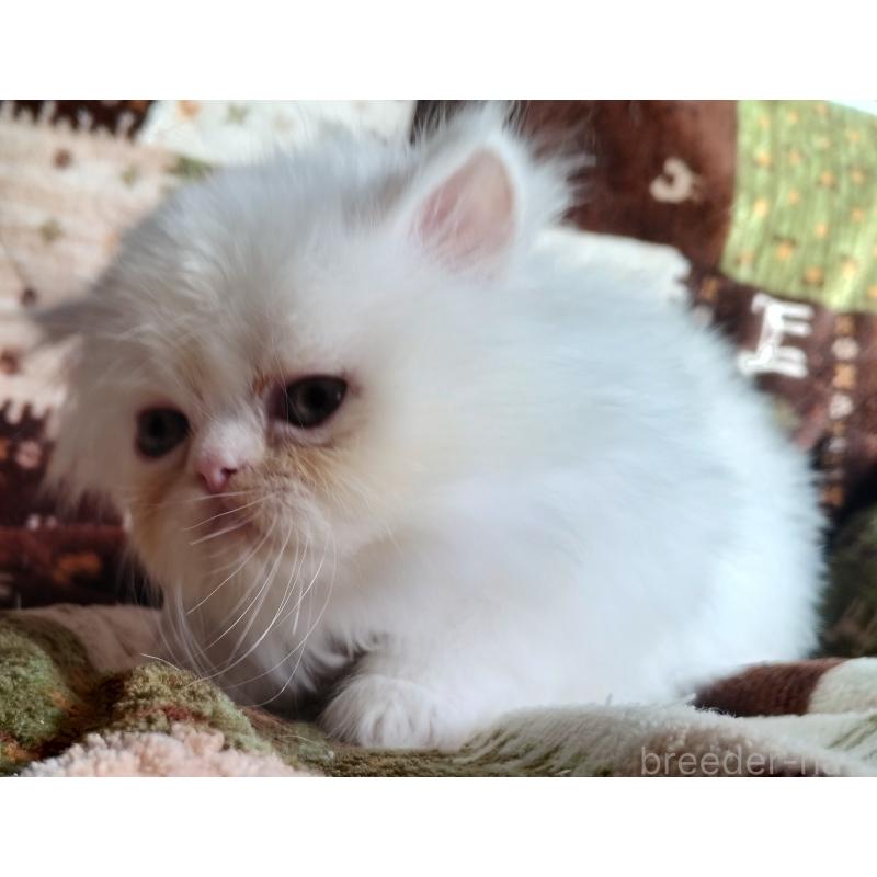 販売中の岡山県のペルシャ-130490の3枚目