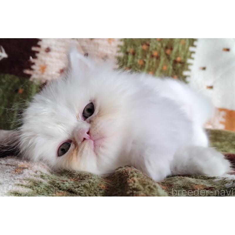 販売中の岡山県のペルシャ-130490の2枚目