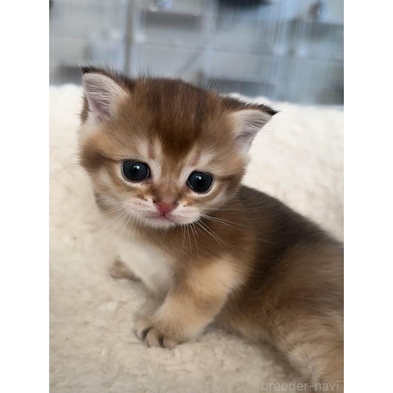 販売中の埼玉県のブリティッシュショートヘア-130376の5枚目