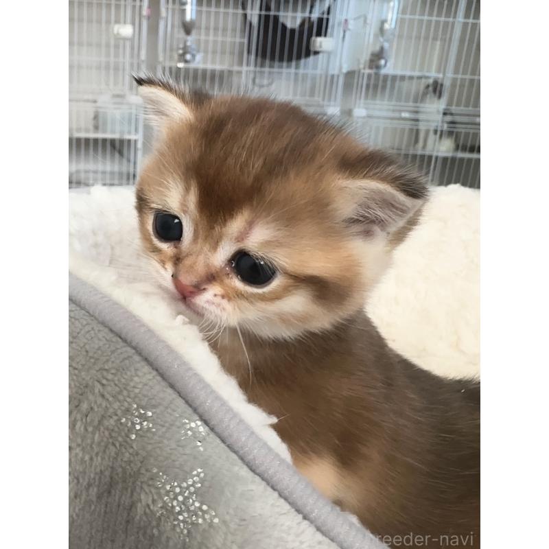 販売中の埼玉県のブリティッシュショートヘア-130376の4枚目