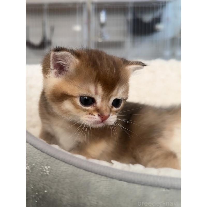 販売中の埼玉県のブリティッシュショートヘア-130376の3枚目