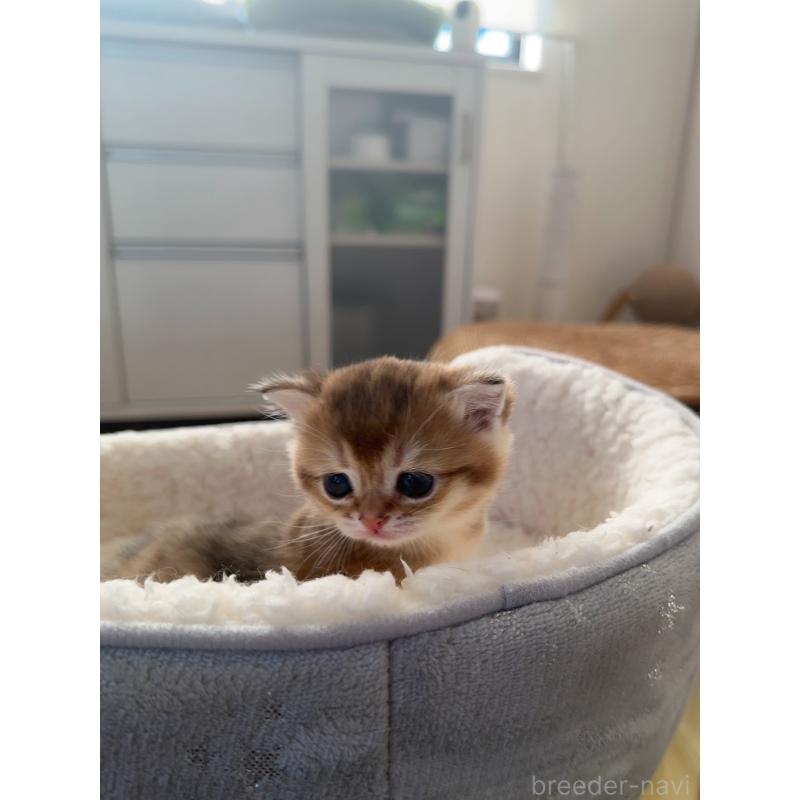 販売中の埼玉県のブリティッシュショートヘア-130376の2枚目