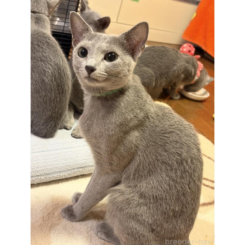 販売中の埼玉県のロシアンブルー-129861の9枚目