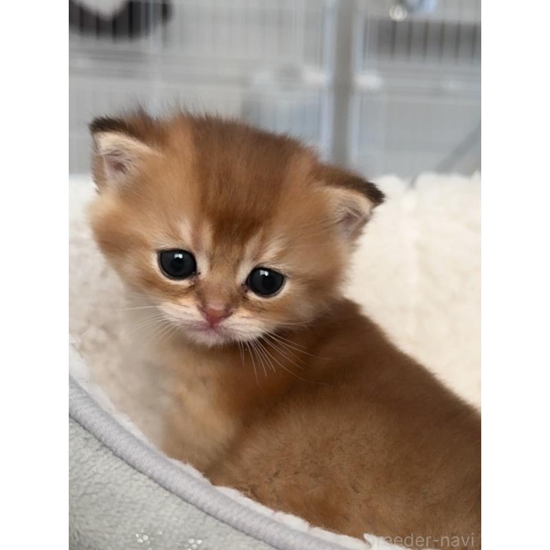 販売中の埼玉県のブリティッシュショートヘア-130378の5枚目