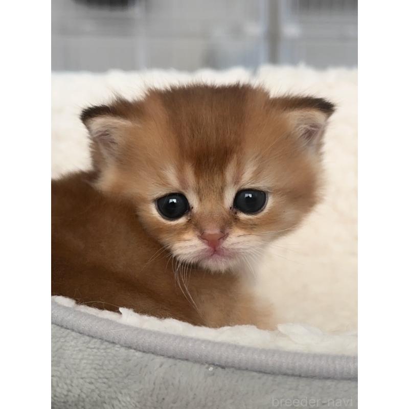 販売中の埼玉県のブリティッシュショートヘア-130378の4枚目