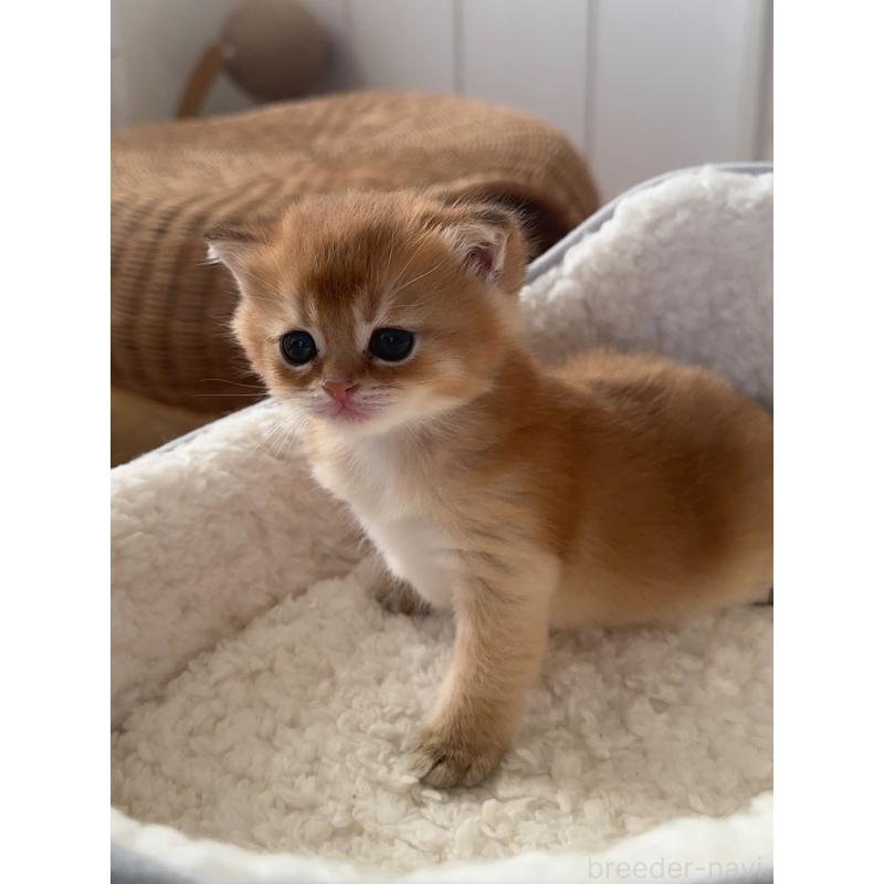 販売中の埼玉県のブリティッシュショートヘア-130378の3枚目