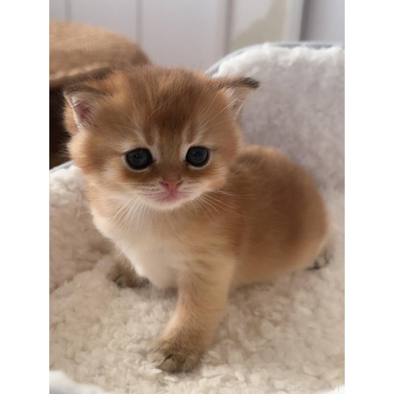 販売中の埼玉県のブリティッシュショートヘア-130378の2枚目