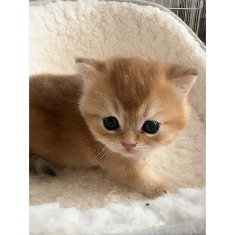 販売中の埼玉県のブリティッシュショートヘア-130379の7枚目