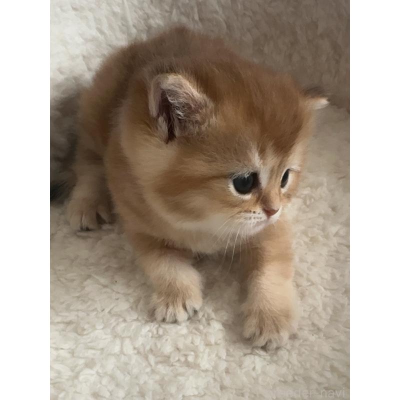 販売中の埼玉県のブリティッシュショートヘア-130379の6枚目