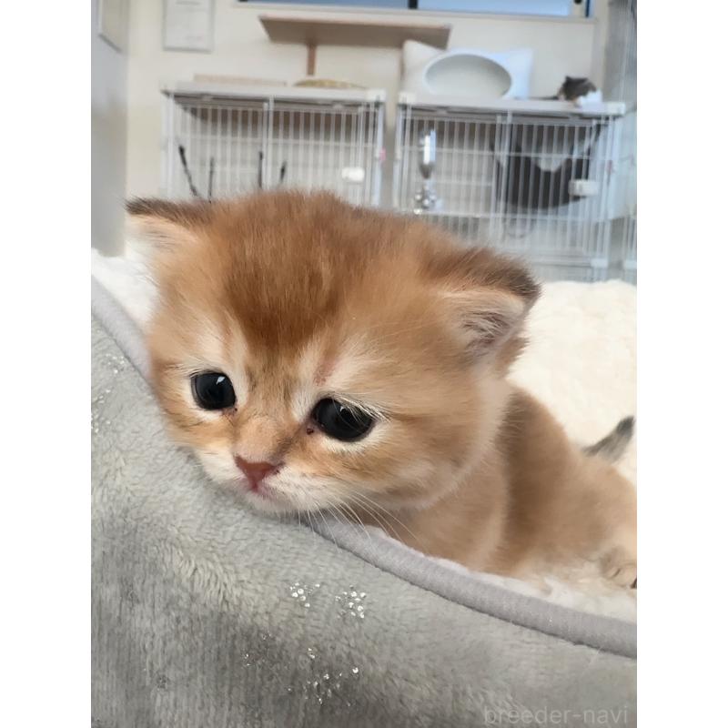 販売中の埼玉県のブリティッシュショートヘア-130379の5枚目