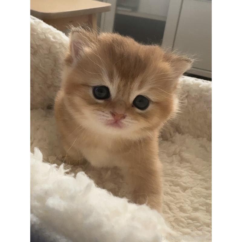 販売中の埼玉県のブリティッシュショートヘア-130379の4枚目