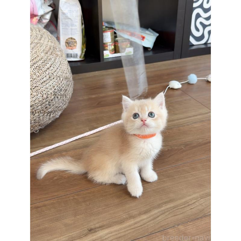 販売中の埼玉県のブリティッシュショートヘア-130492の5枚目