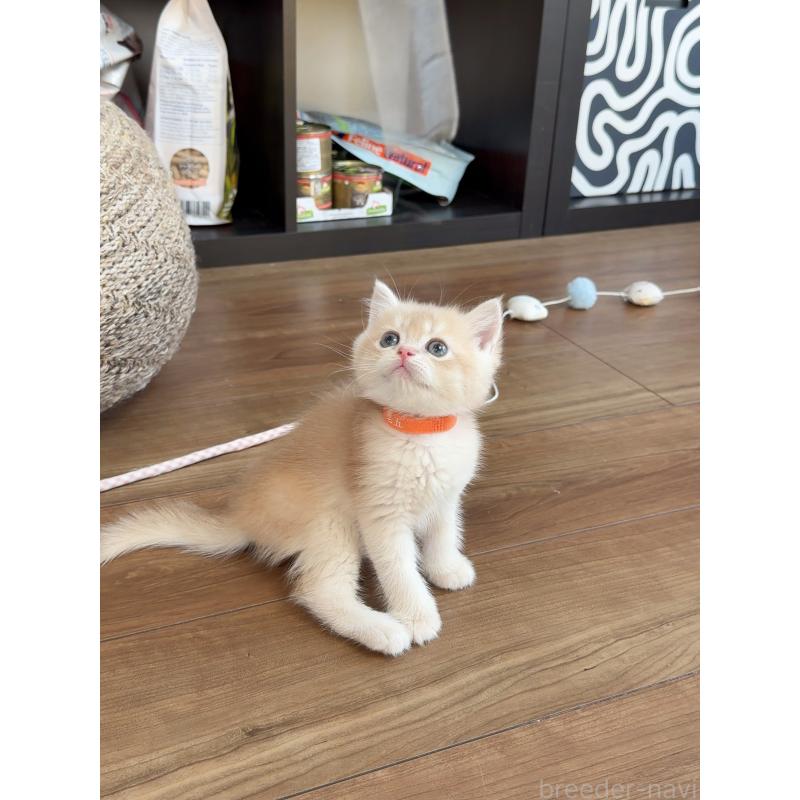 販売中の埼玉県のブリティッシュショートヘア-130492の4枚目