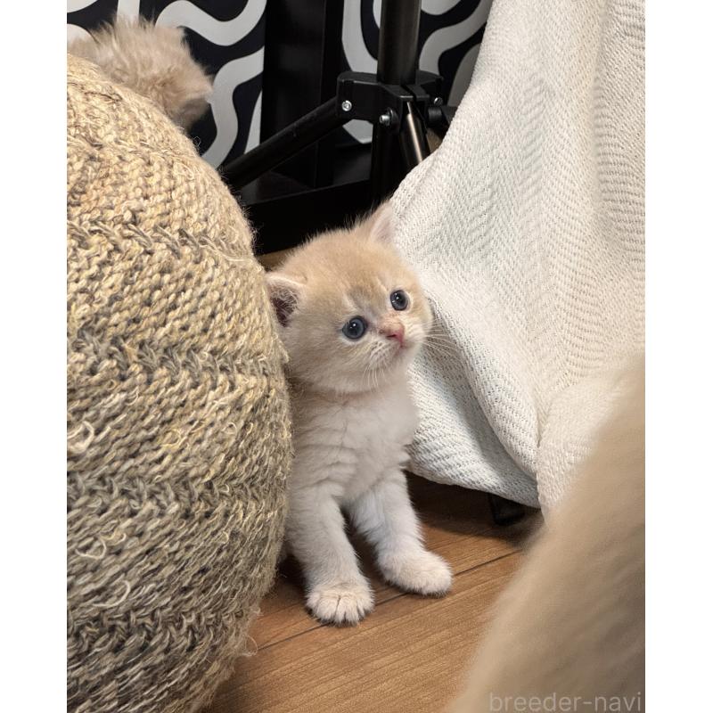 販売中の埼玉県のブリティッシュショートヘア-130492の2枚目