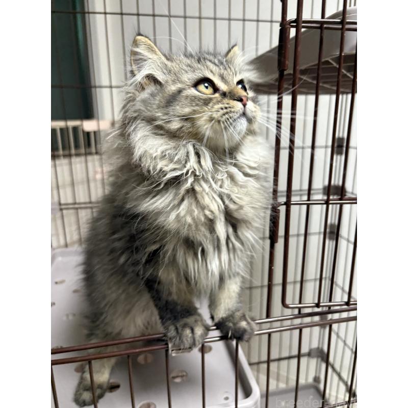 販売中の愛知県のミヌエット-130495の5枚目