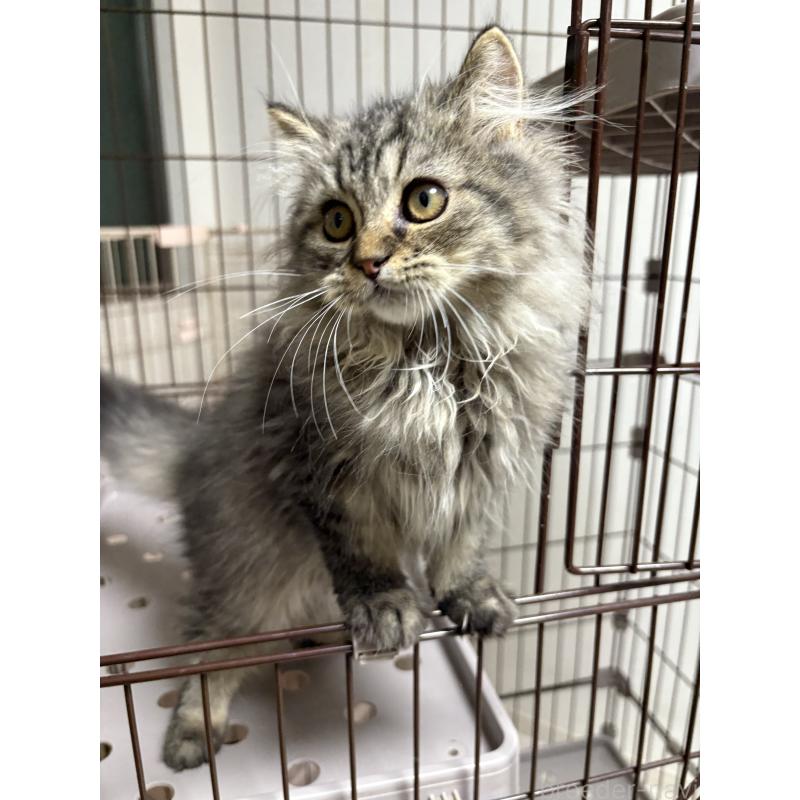 販売中の愛知県のミヌエット-130495の4枚目