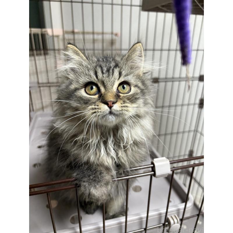 販売中の愛知県のミヌエット-130495の3枚目